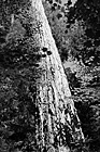 Black & White Looking up at a Big Sitka Spruce Tree preview