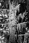 Black & White Moss on Sitka Spruce Tree preview