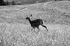 Black & White Deer Running in Field preview