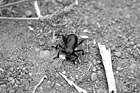 Black & White Black Beetle preview