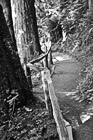 Black & White Hoh Rain Forest Trail preview