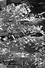 Black & White Fall Leaves & River preview