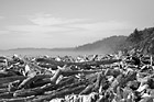 Black & White Logs on Kalaloch Beach preview
