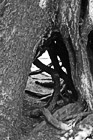 Black & White Hole in Tree Trunk preview