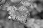 Black & White Autumn Leaf & Water Drops preview
