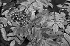 Black & White Autumn Leaves & Red Berries preview