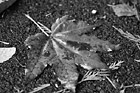 Black & White Bright Red Leaf preview