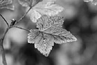 Black & White Green & Maroon Leaf preview