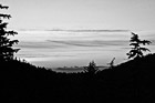 Black & White Sunset & Silhouette Trees preview