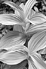 Black & White Corn Lilly preview