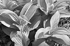 Black & White Corn Lilly Up Close preview