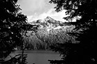 Black & White Snowy Mountains Through Tree Silhouettes preview