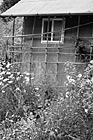 Black & White Old Shed and Flowers preview
