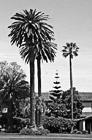 Black & White Santa Clara Palm Trees at Mission Gardens preview