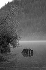 Black & White Stump Reflection preview