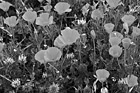 Black & White Bright Orange Poppy Flowers preview