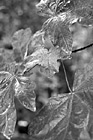 Black & White Green Leaves Up Close preview