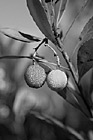 Black & White Red & Yellow  Berries on Tree preview