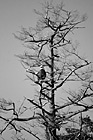 Black & White Bald Eagle on Tree Branch preview
