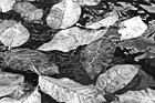 Black & White Leaves in Water preview