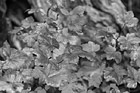 Black & White Red, Orange & Green Leaves preview