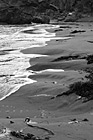 Black & White Beach Sand, Seaweed, & Water preview