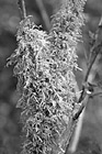 Black & White Green Moss on Branch preview