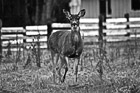 Black & White Deer Looking at the Camera preview
