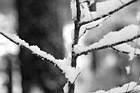 Black & White Close Up of Snow on a Tree Branch preview