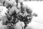 Black & White Snow on Green Bush preview