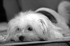Black & White Maltese Puppy Laying on Carpet preview