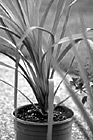 Black & White Plant in Pot preview