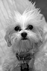 Black & White Maltese Puppy & Spiked Hair preview