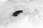 Black & White Brown Frog in Snow preview