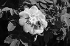 Black & White Bee Pollinating on Pink Flower preview