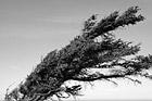Black & White Wind Blown Tree preview