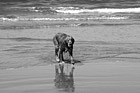 Black & White Golden Retriever in Ocean preview