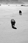 Black & White Dogs on Beach preview