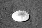 Black & White Sand Dollar in Sand preview