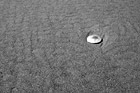 Black & White Sand Dollar on Beach preview