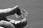 Black & White Sand Dollar in Hand preview