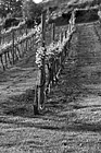 Black & White Rows of Wine Vines preview