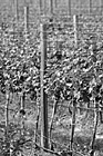 Black & White Winery Vines preview