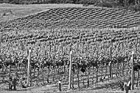 Black & White Vineyard Field preview