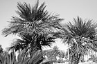 Black & White Palm Trees & Blue Sky Up Close preview