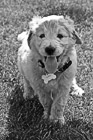 Black & White Goldendoodle Puppy Panting preview