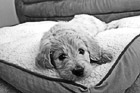 Black & White Goldendoodle Puppy on Bed preview