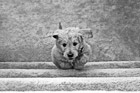 Black & White Puppy Running up Stairs preview