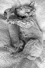 Black & White Goldendoodle Puppy Sleeping preview