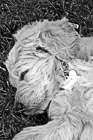 Black & White Puppy Sleeping preview